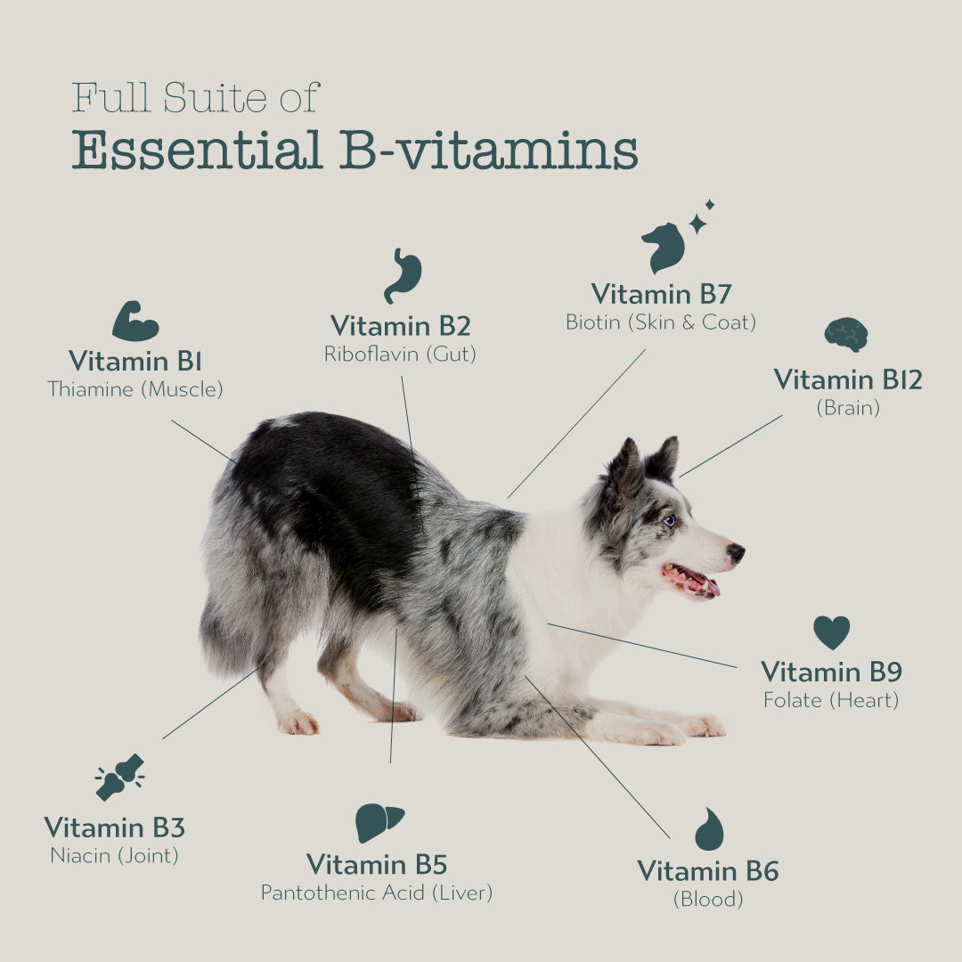 Boneve Freeze Dried Dog Food (Beef & Hoki)