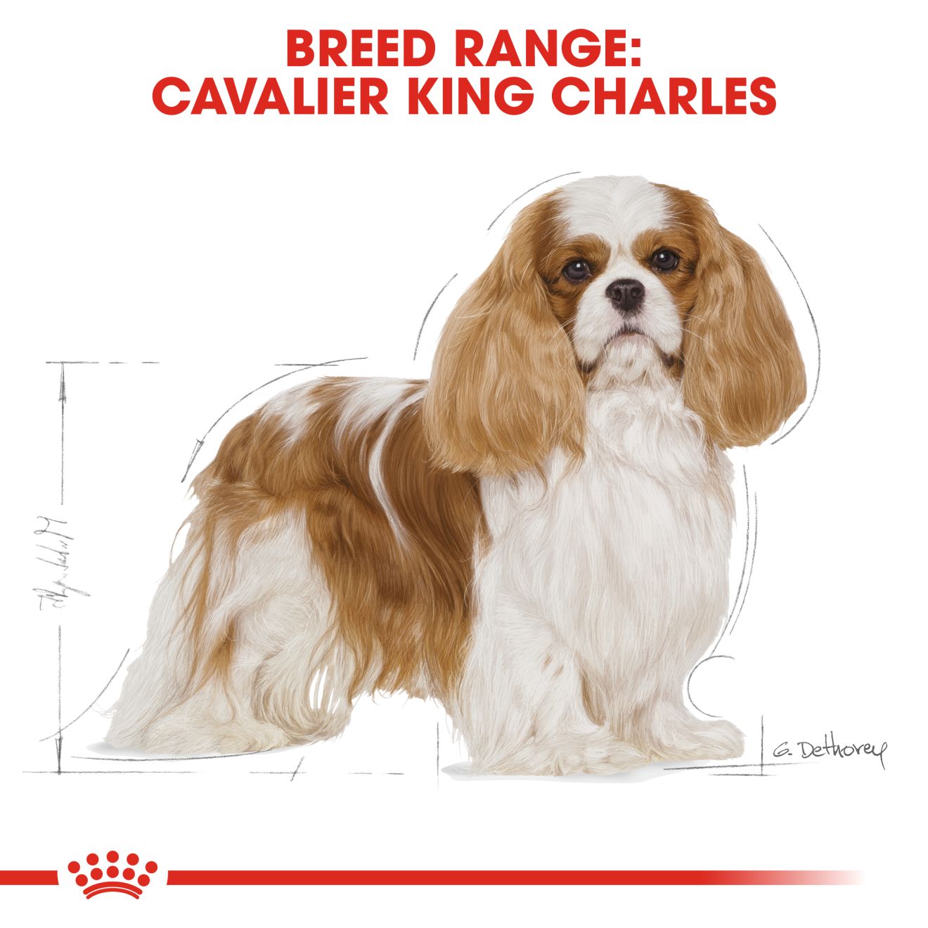 Royal Canin Cavalier King Charles Adult Dry Dog Food 1.5kg