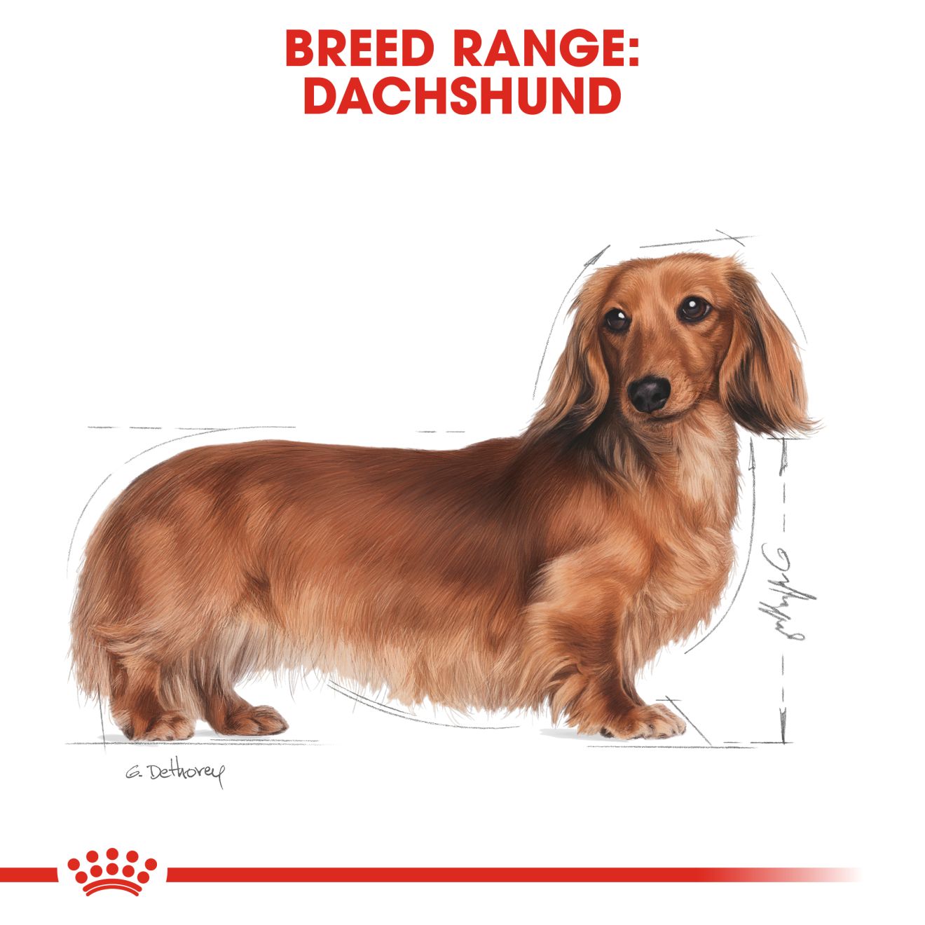 Royal Canin Dachshund Adult Dry Dog Food 1.5kg