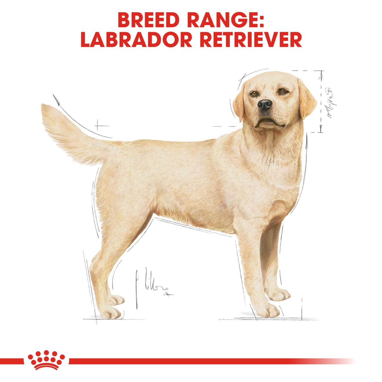 Royal Canin Labrador Retriever Adult Dry Dog Food 3kg & 12kg