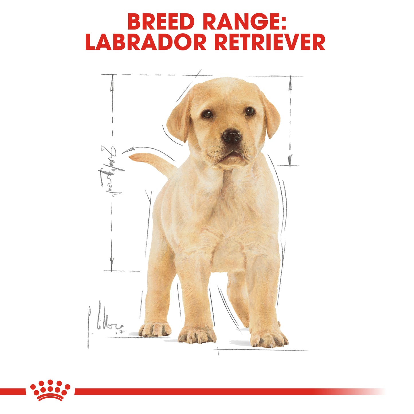 Royal Canin Puppy Labrador Retriever Dry Dog Food 3kg & 12kg