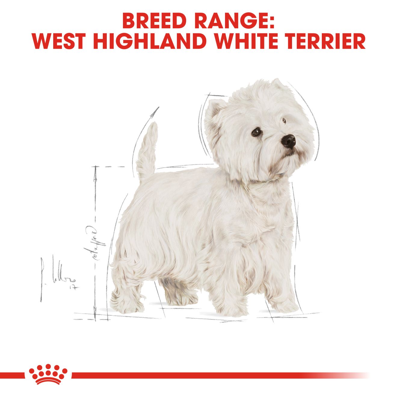 Royal Canin West Highland White Terrier Adult Dry Dog Food 3kg