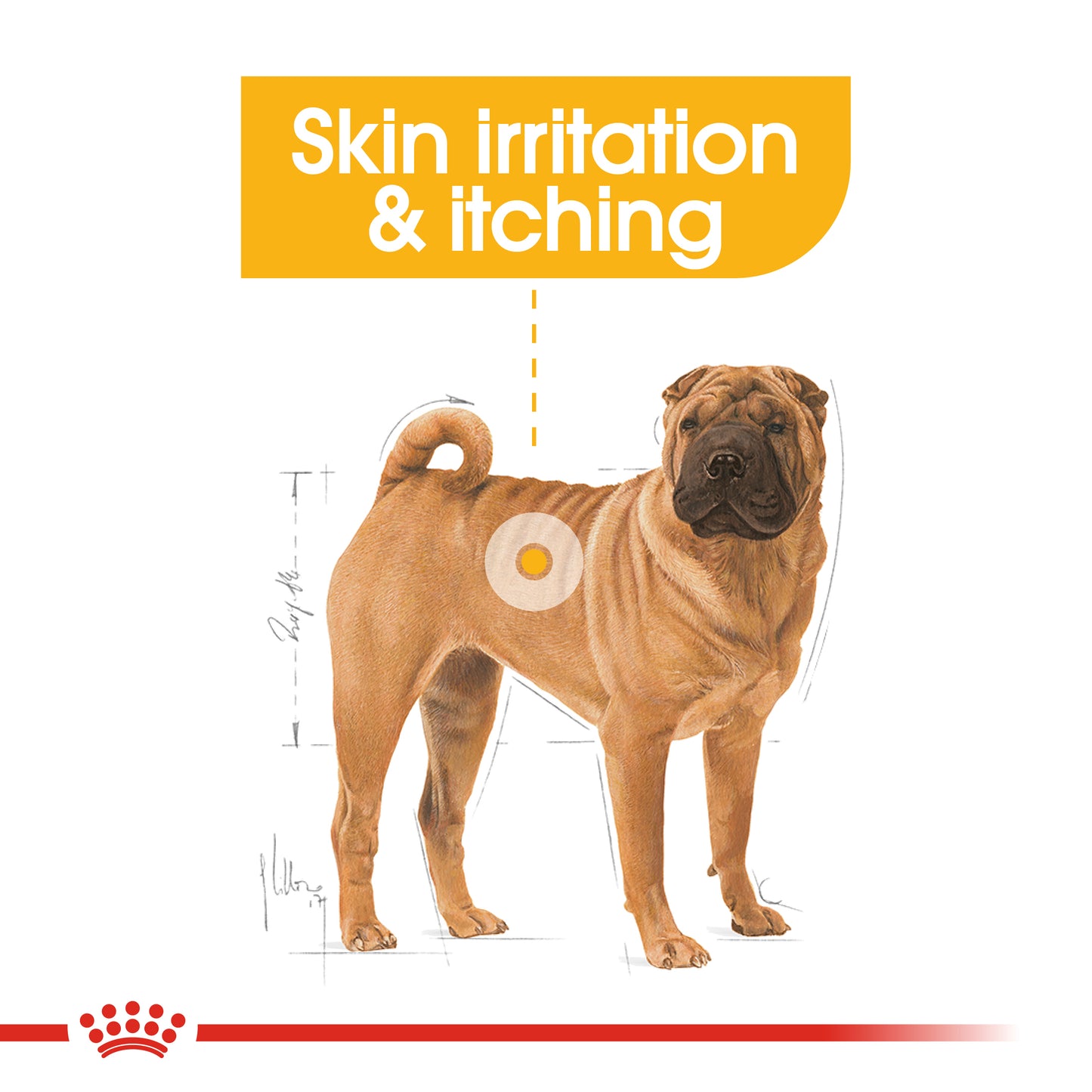 Royal Canin Medium Dermacomfort Dry Dog Food 3kg & 12kg