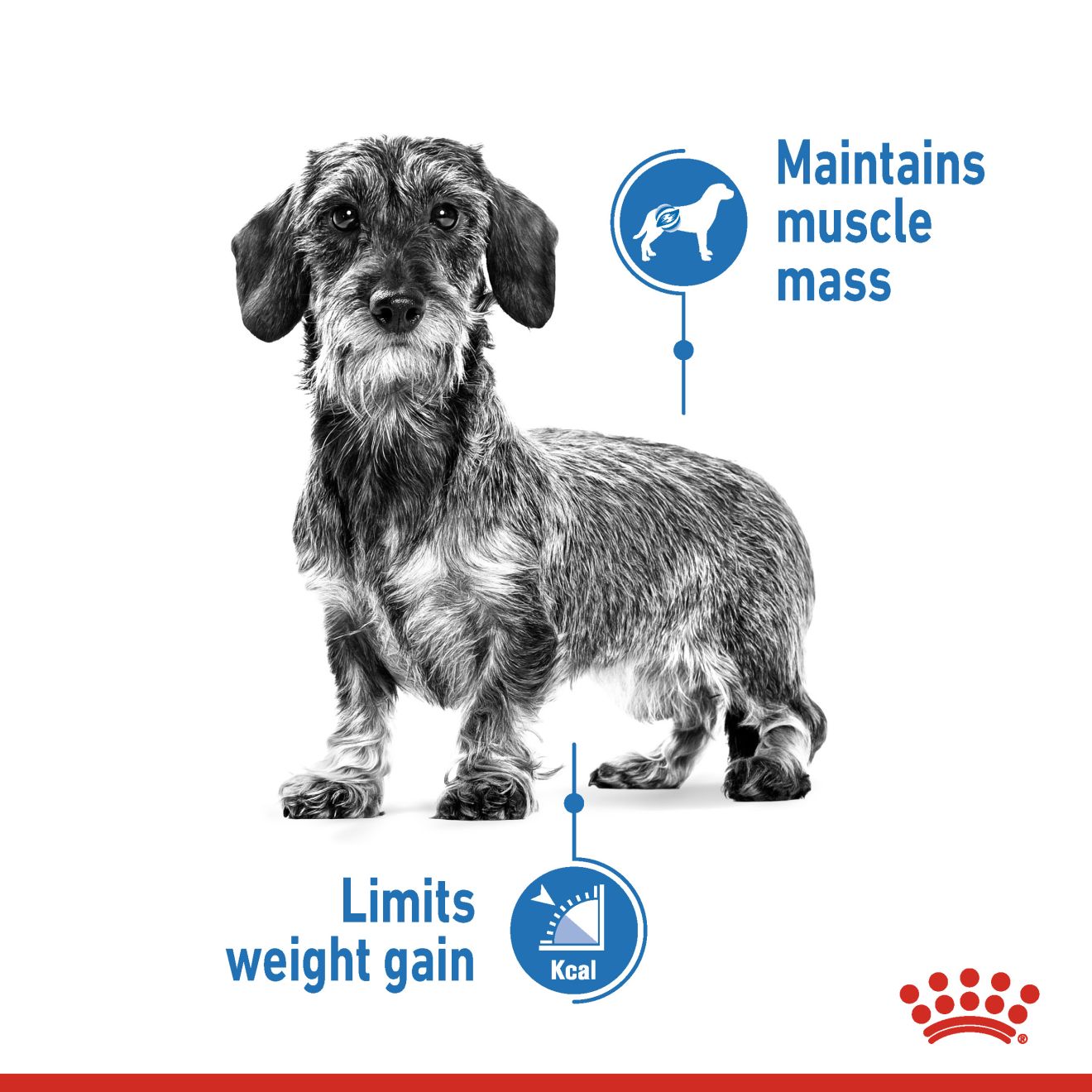 Royal Canin Mini Light Weight Care Dry Dog Food 1kg