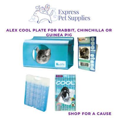 Alex Cool Plate for Rabbit, Chinchilla or Guinea Pig