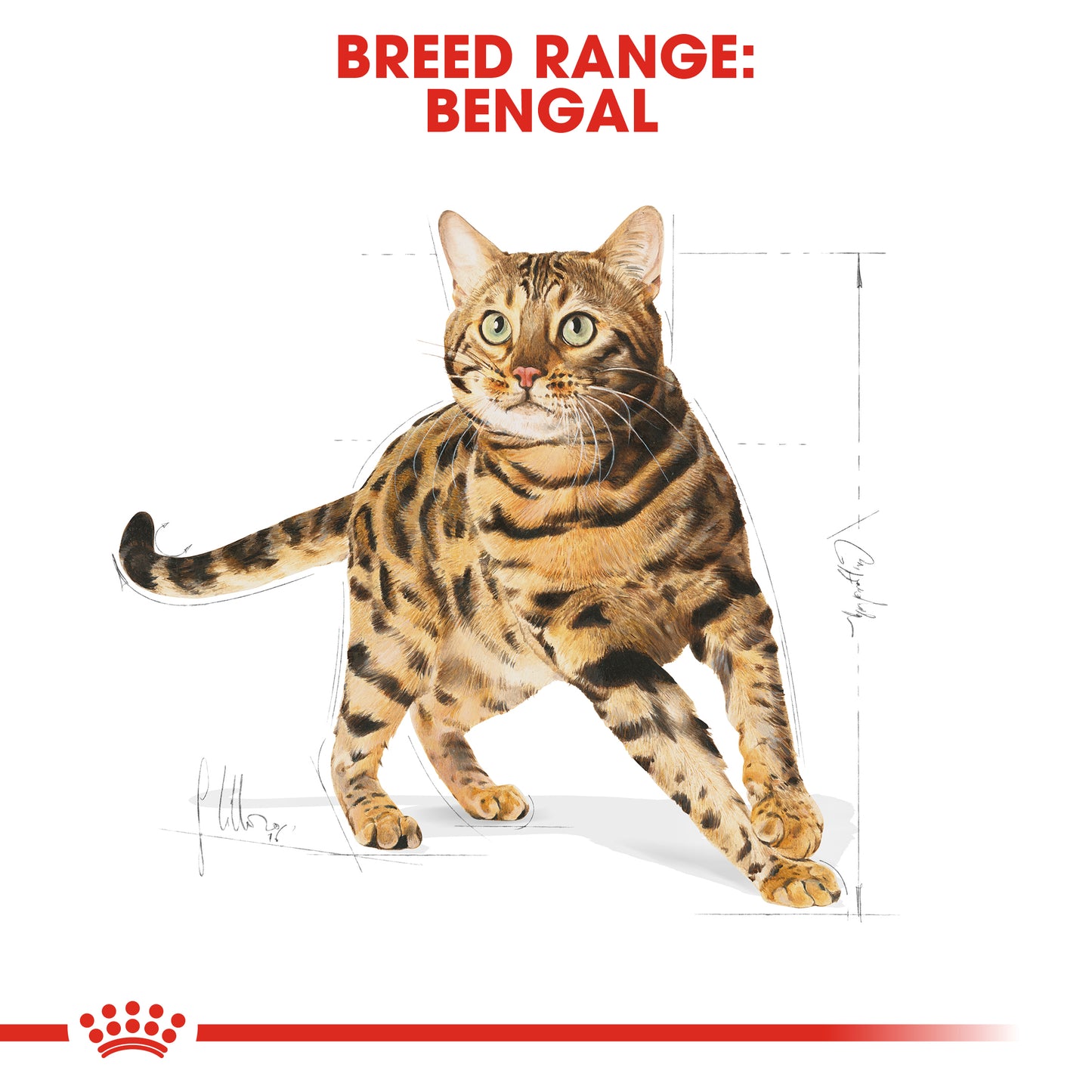 Royal Canin Feline Breed Nutrition Adult Bengal Cat Dry Food 2kg