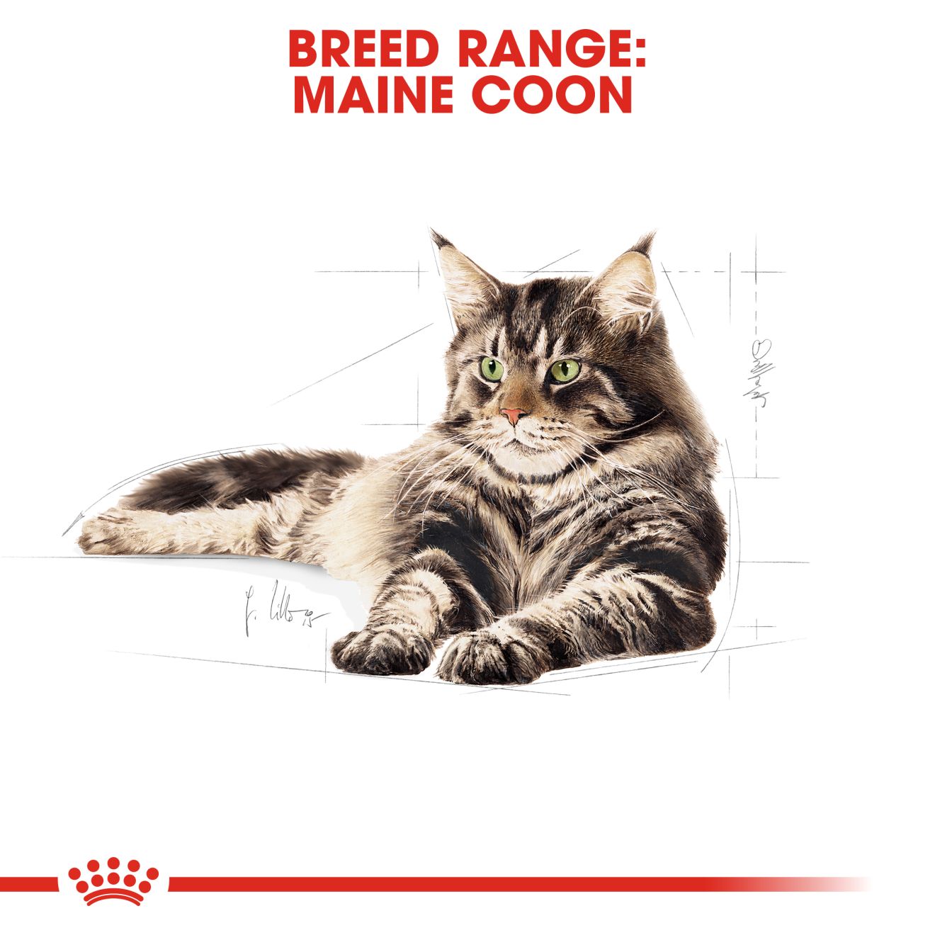 Royal Canin Feline Maine Coon Adult Pouch Cat Food 85g x 12
