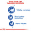 Royal Canin Feline Health Nutrition Indoor 7+ Dry Cat Food 1.5kg & 3.5kg