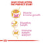 Royal Canin British Shorthair Kitten Cat Dry Food 400g