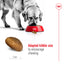 Royal Canin Canine Maxi Adult Dry Dog Food 4kg & 10kg