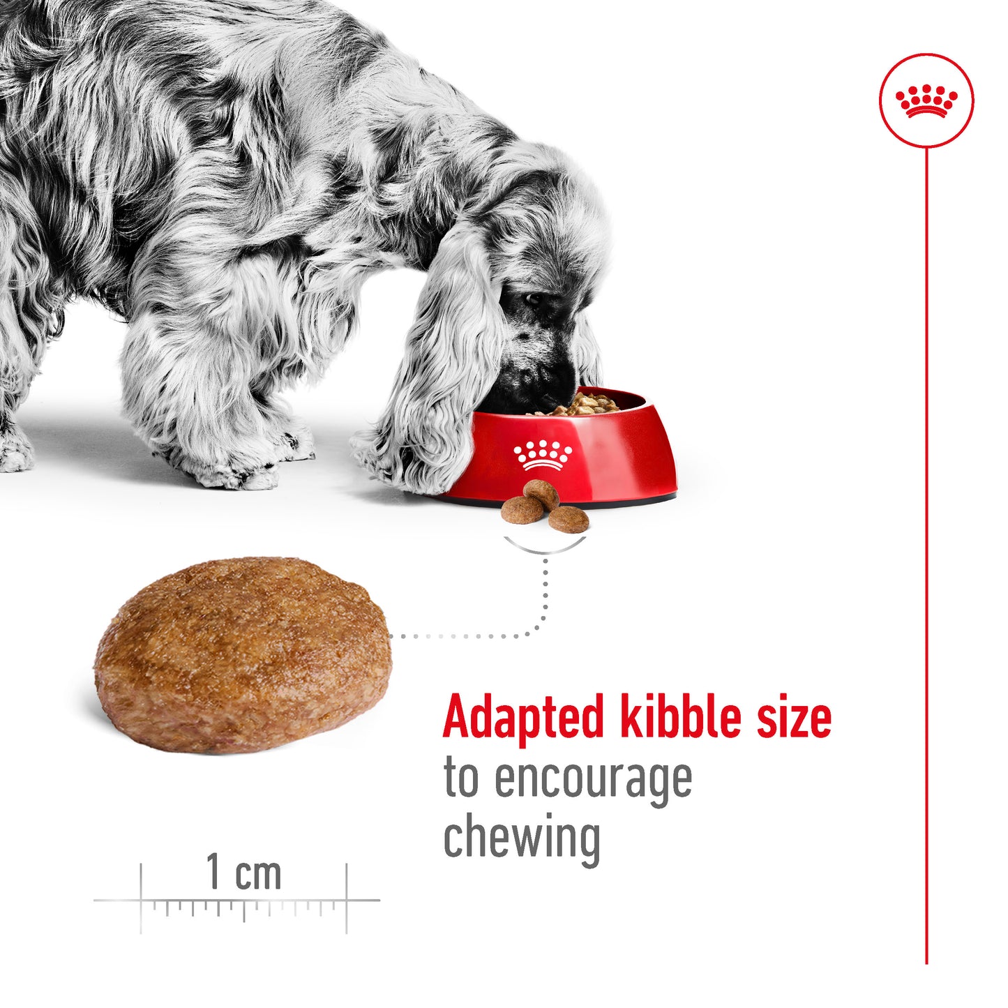 Royal Canin Canine Medium Adult 7+ Dry Dog Food 10kg