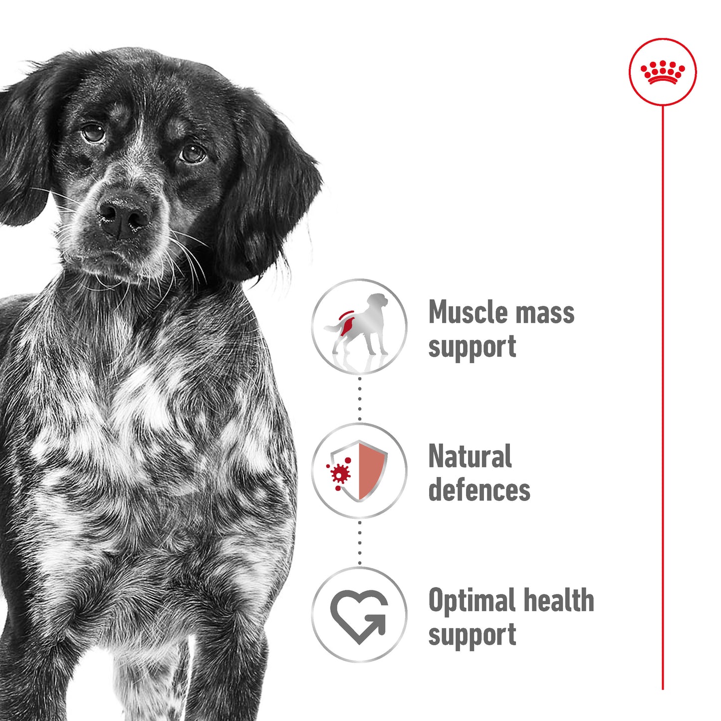 Royal Canin Canine Medium Adult Dry Dog Food 4kg & 10kg