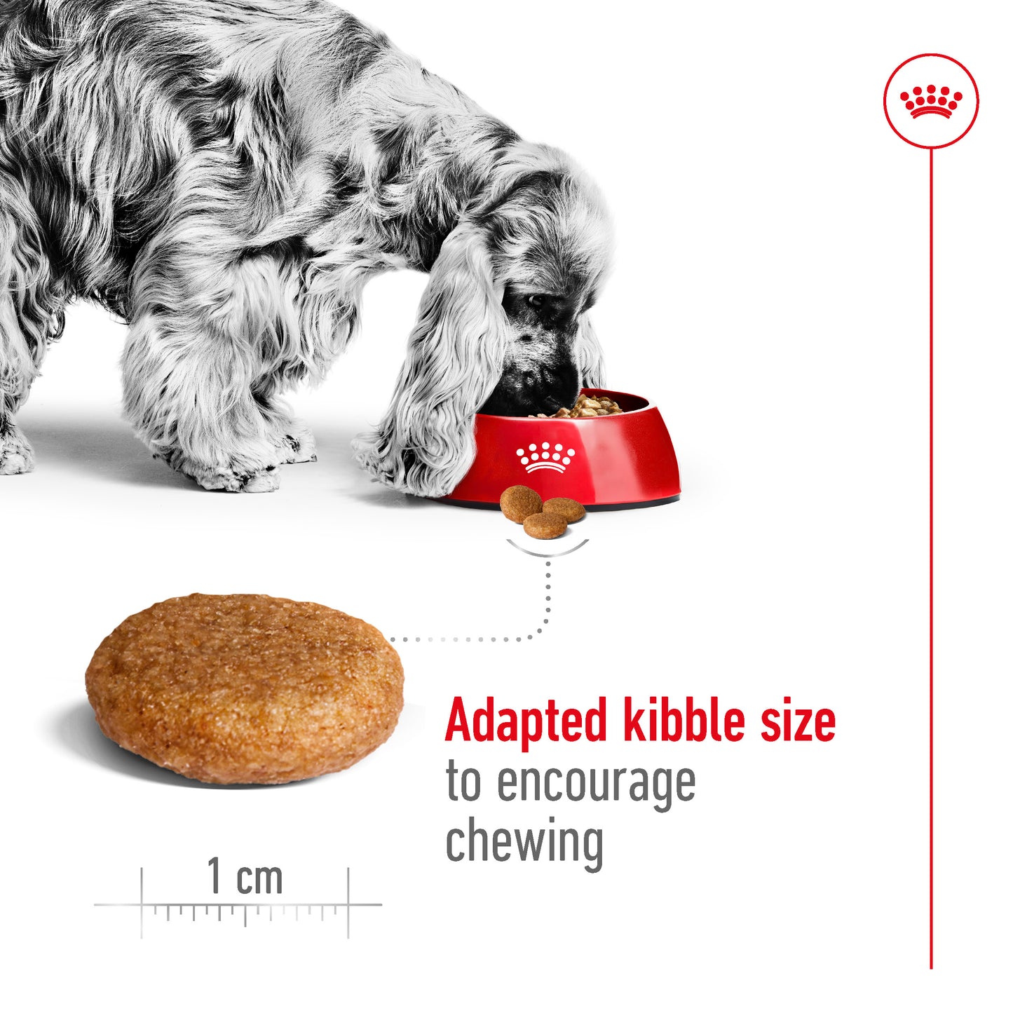 Royal Canin Canine Medium Adult Dry Dog Food 4kg & 10kg
