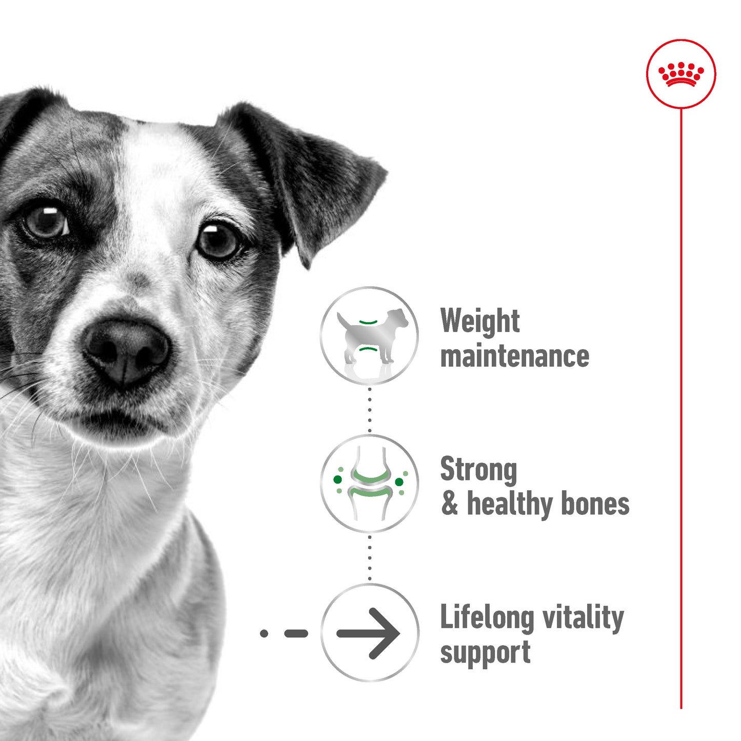 Royal Canin Mini Ageing Pouch Wet Dog Food 85g x 12