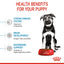Royal Canin Maxi Puppy Dry Dog Food 10kg
