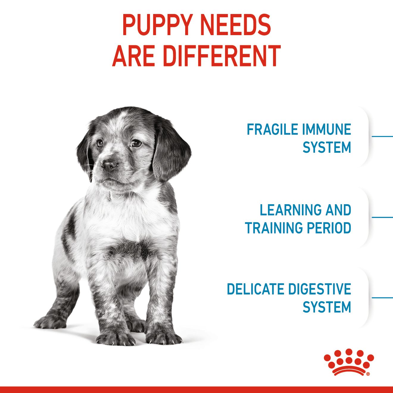 Royal Canin Medium Puppy Dry Dog Food 4kg & 10kg