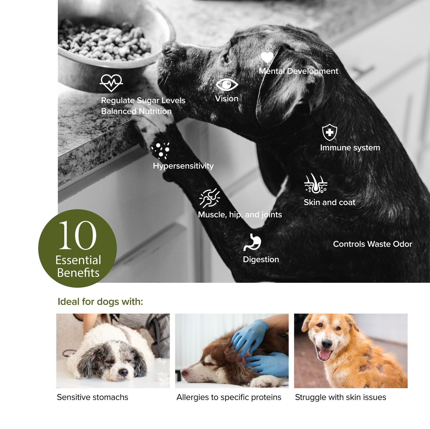 Nurture Pro Bliss All Life Stages Dry Dog Food (Pork with Fish Oil)